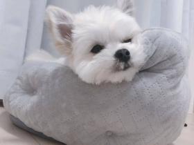 遛狗时被女生讨论“这是猫咪吗?”,主人:哪里像猫啦?