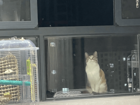 家住17楼,窗外突然出现一只猫猫头?!