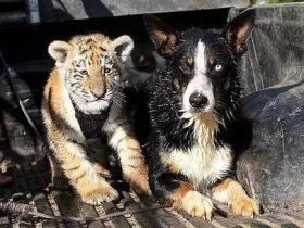 牧羊犬任劳任怨当大猫保姆,没想大猫长大却成了它最大的靠山