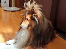 狗狗刚睡醒的样子,也是丑到不忍直视了