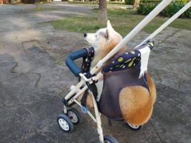 柴柴趴小推车休息,可网友:这“蜜桃臀”是我们能看的?