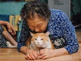 被奶奶带大的橘猫,这画风果然就是跟别人家的猫咪不太一样