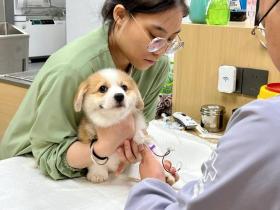 柯基宝宝去医院抽血,双眼一闭可爱哭,狗子:不看就不疼!