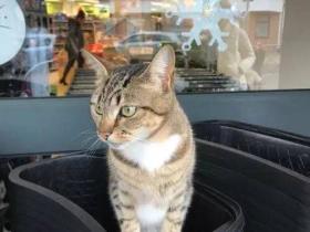 猫咪总是跑到超市门口骗吃骗喝,无奈店家只好贴告示