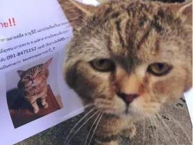 猫咪丢了,印了很多寻猫启事,结果猫自己回来了