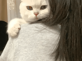 女友哭着给猫猫告状半个小时,猫咪:不行分了吧!