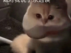 猫咪到底是不是亲生的?看完网友们晒出的亲生证据,直接笑喷