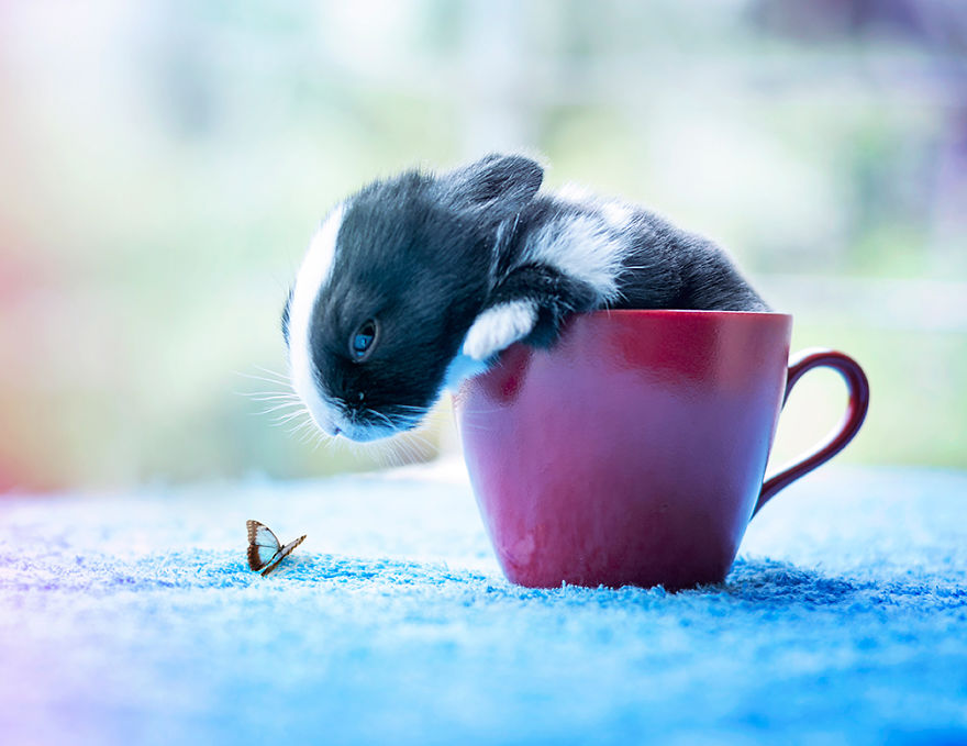 我是茶杯兔