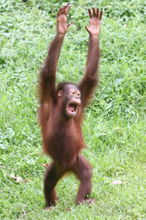 猩猩举手走路图片图片