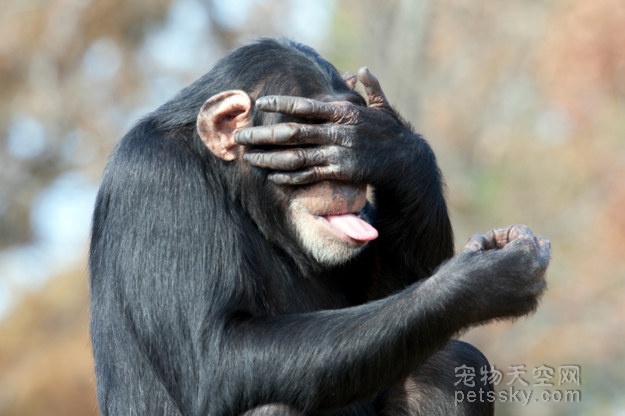 猩猩演绎人类的24种表情精辟入里一