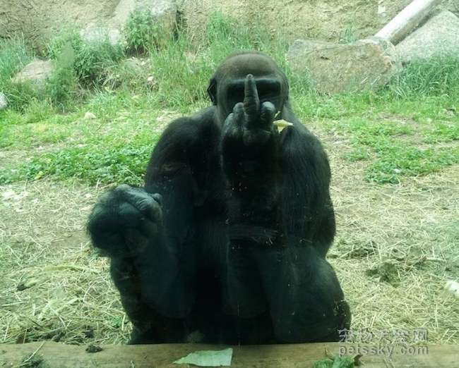 当摄影师为大猩猩拍照时 竟发现它在朝他竖中指