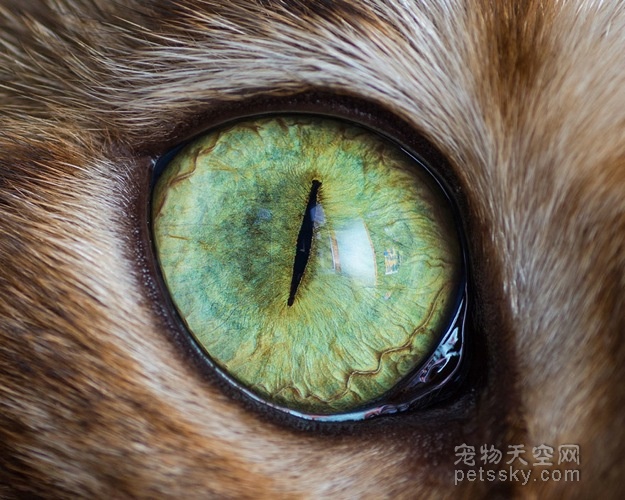 15张猫咪眼睛的近距离照片 给人一种超惊艳的感觉