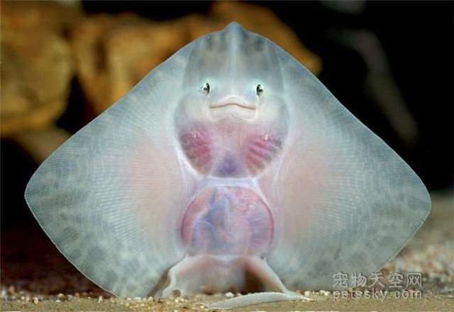 有一种神奇的动物叫魟鱼生前的样子非常可爱