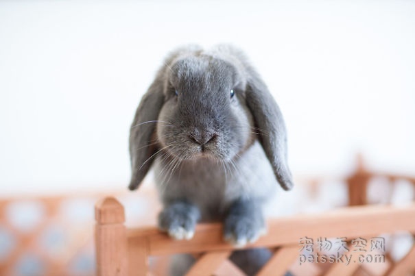 可爱的兔子照片 宠物网