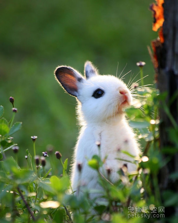 可爱的兔子照片 宠物网