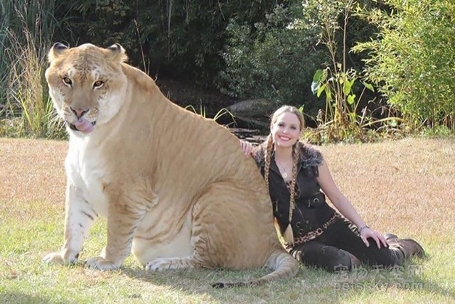雄狮和人类体型对比图片
