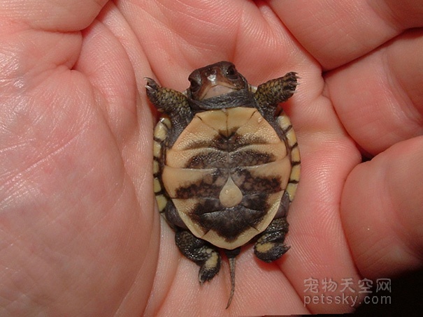 世界上最可爱的乌龟图片