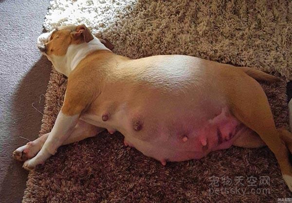 狗狗怀孕症状图片