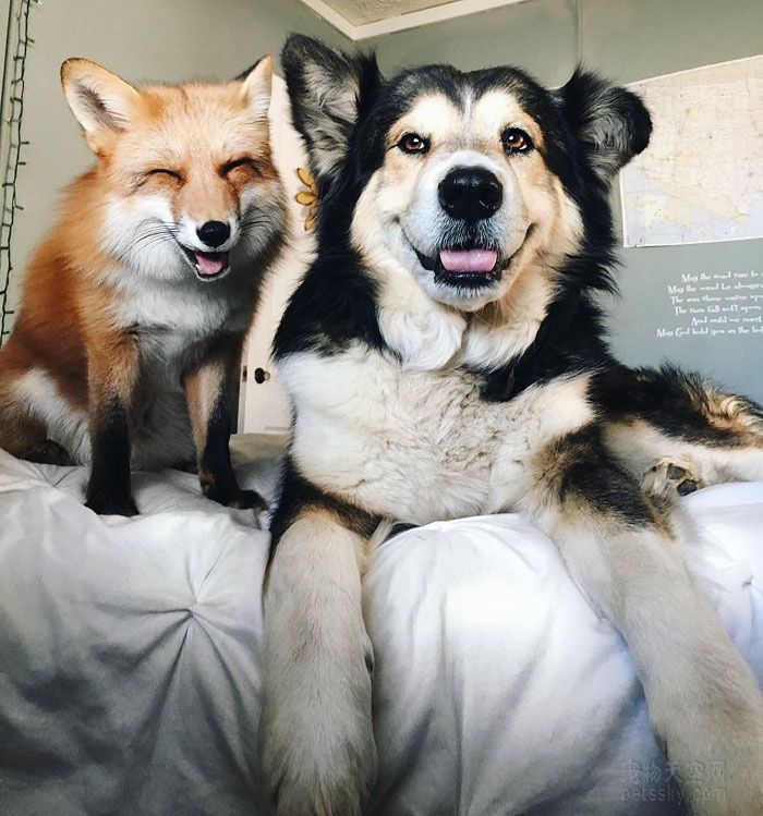 狐狸与狗狗成为了好朋友 它们之间的友谊让人都羡慕