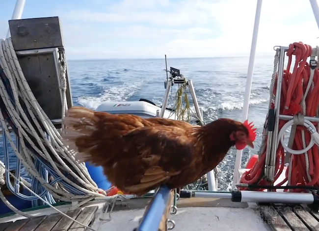 1、法国小伙带母鸡航海旅游世界