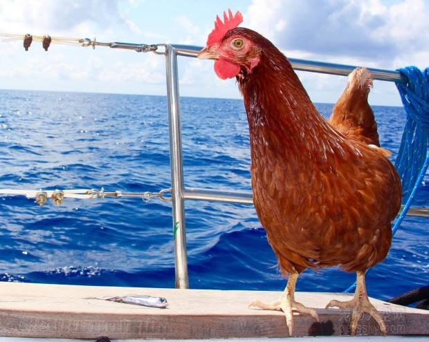 法国小伙带母鸡航海旅游世界