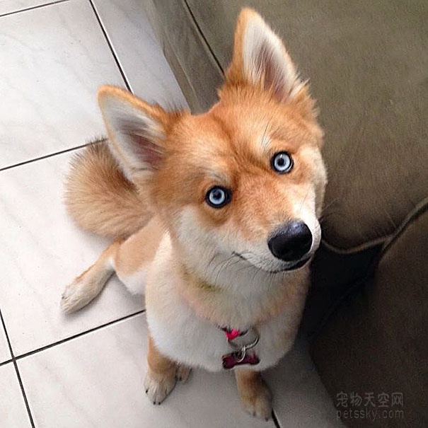 狐狸犬表情包图片
