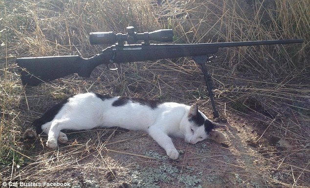 澳大利亚组团射杀流窜猫咪 晒死猫照片引发争议和讨论