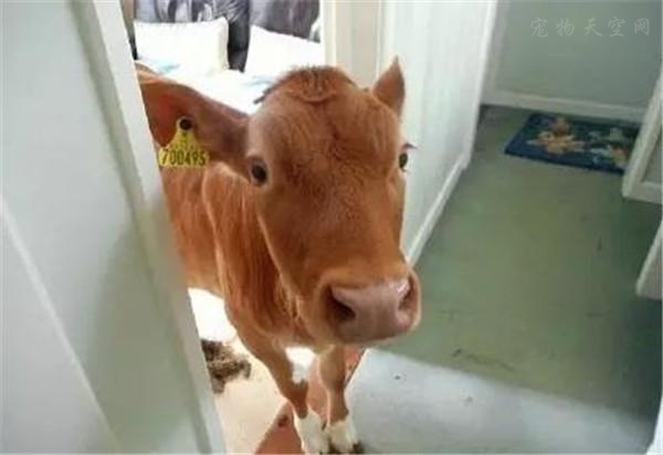 洗澡忘了关门，结果院子里的两头牛闯进了家里