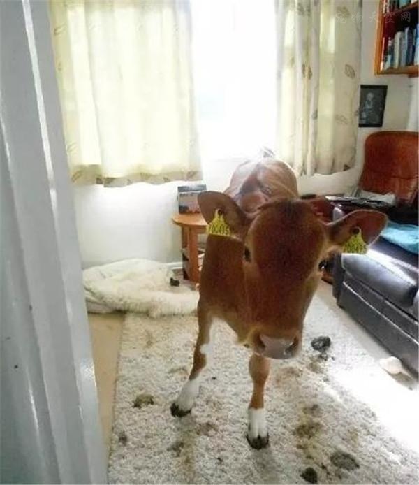 洗澡忘了关门，结果院子里的两头牛闯进了家里
