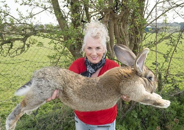 安妮特·爱德华兹与巨兔“西蒙”的父亲、世界最大兔子“大流士” 合影