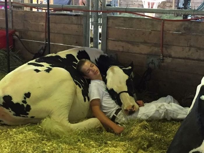 15岁男孩与奶牛在一起睡觉的照片，在网上大火
