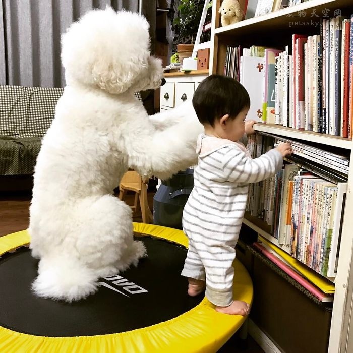日本小女孩与巨型贵宾犬的童年生活 让人有些羡慕