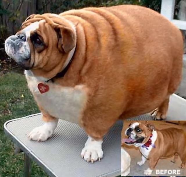 狗胖成猪图片