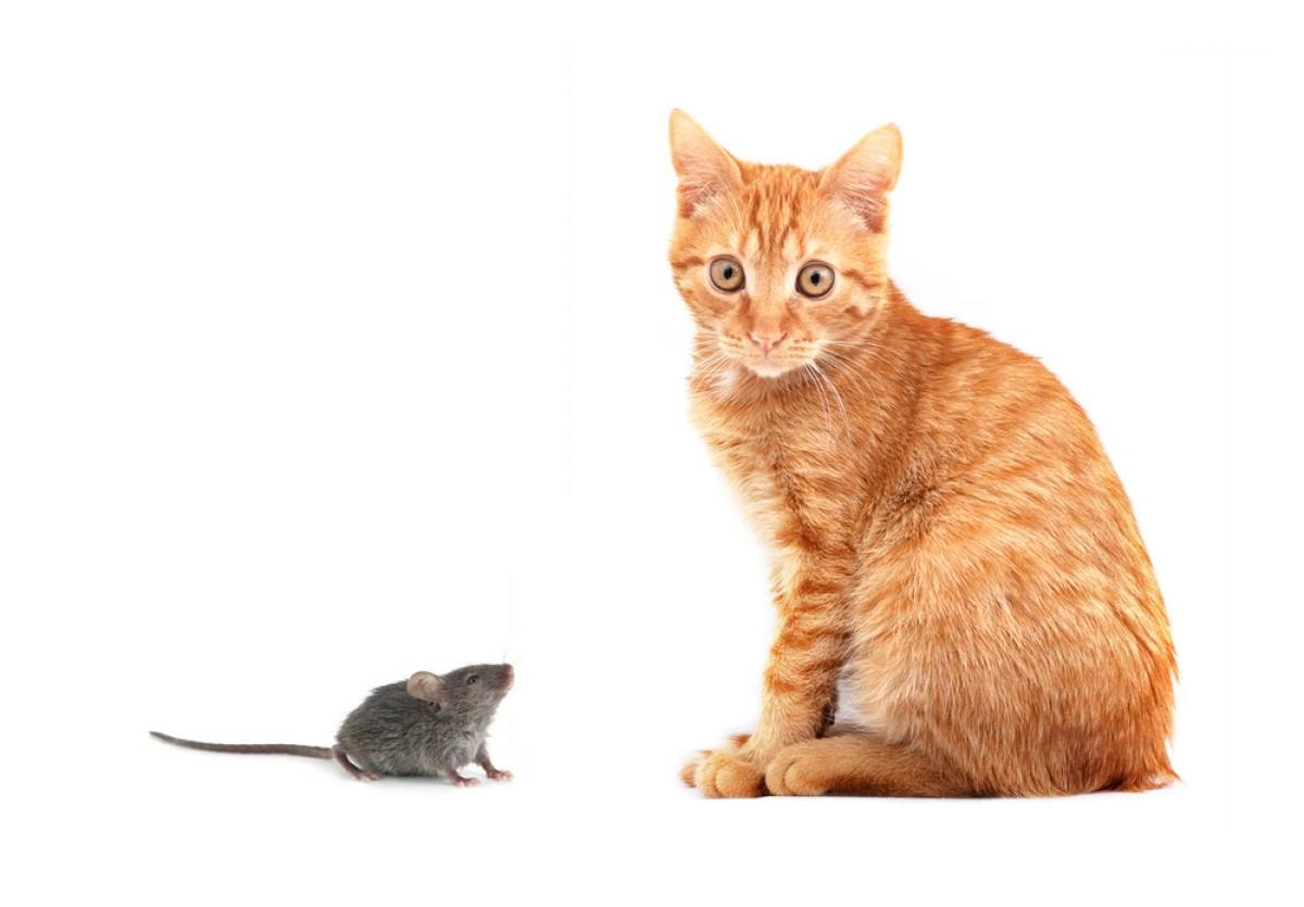 《猫和老鼠》的头像图片壁纸高清合集 - 知乎