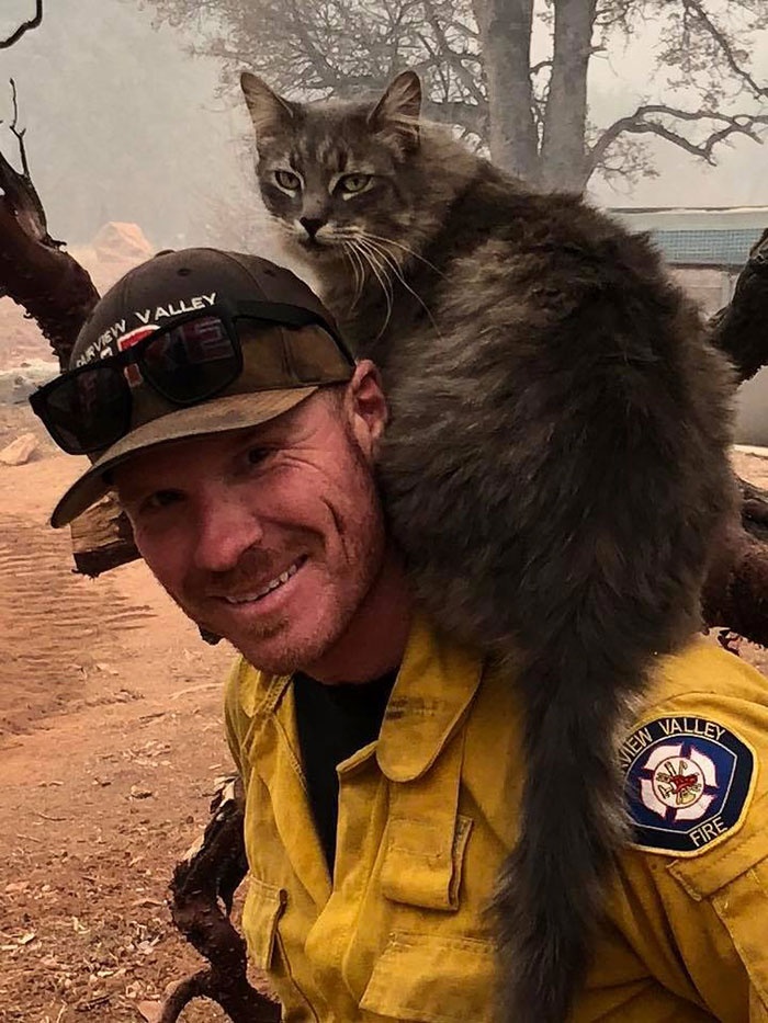 俄罗斯猫咪被救出火场图片