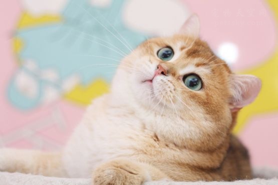 金渐层是什么猫咪？为什么被很多人称为“土豪金”？