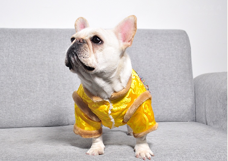 狗狗穿新装，贺新春，祝大家在新的一年里：旺旺旺！