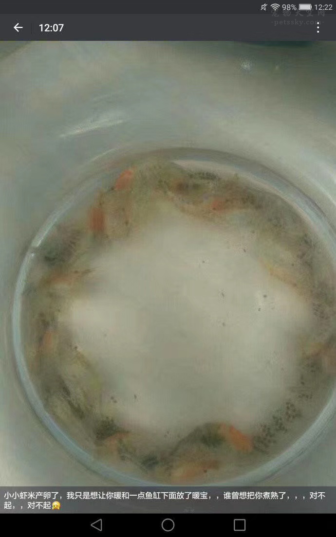 同事怕养的虾冻坏了，就加了一个暖宝宝，结果虾熟了