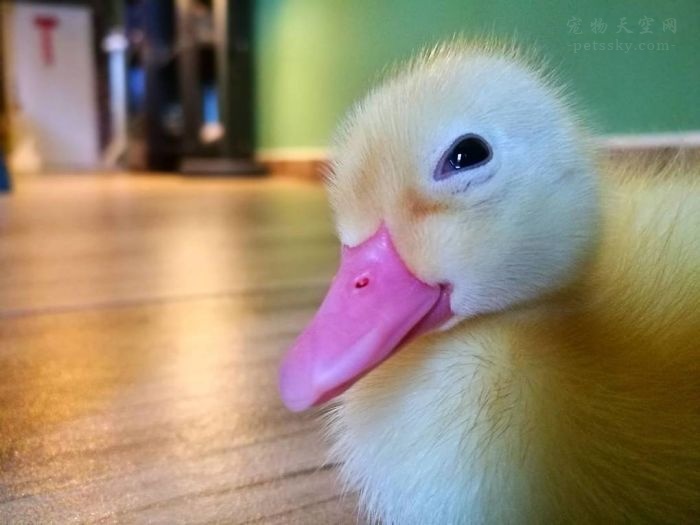女子分享独特养宠经历：餐厅里买一颗鸭蛋，将它孵化成小鸭子