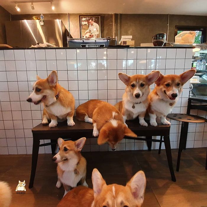 这家咖啡厅里有15只可爱的柯基犬，游客边喝咖啡边撸狗