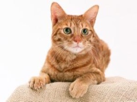 日本环境省规定：成年猫咪一天可以工作12个小时