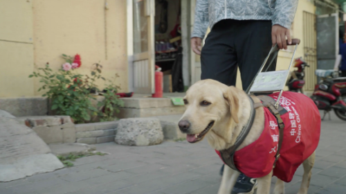 中国有1700多万视障人口，却不足300只导盲犬，我们能为这份缺口做些