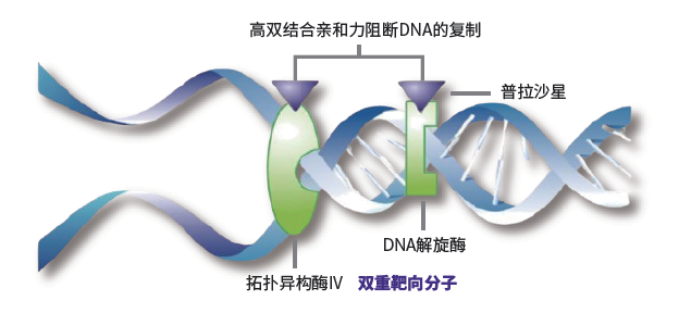 微来复®新一代氟喹诺酮抗菌药