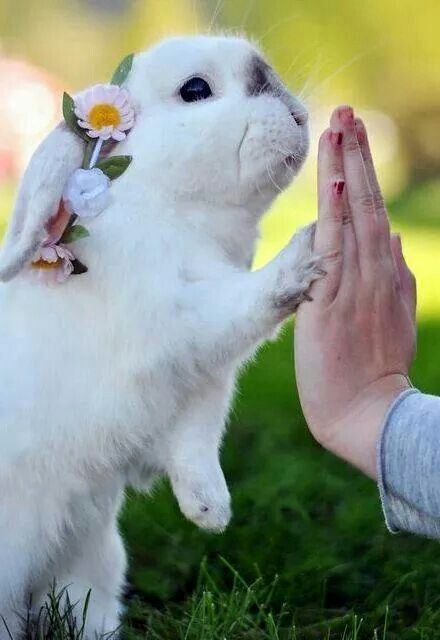 北京异宠火出圈，这家“兔兔天堂”如何用体验式研学重新定义养宠？