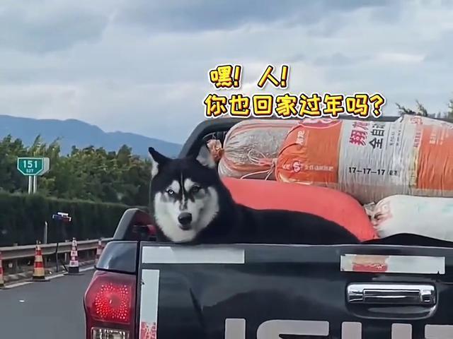 有一大批宠物，已经踏上了过年回家的路