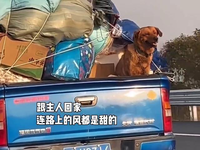 带宠物过年回家，狗猫路上晕车怎么办？能吃人的晕车药吗？