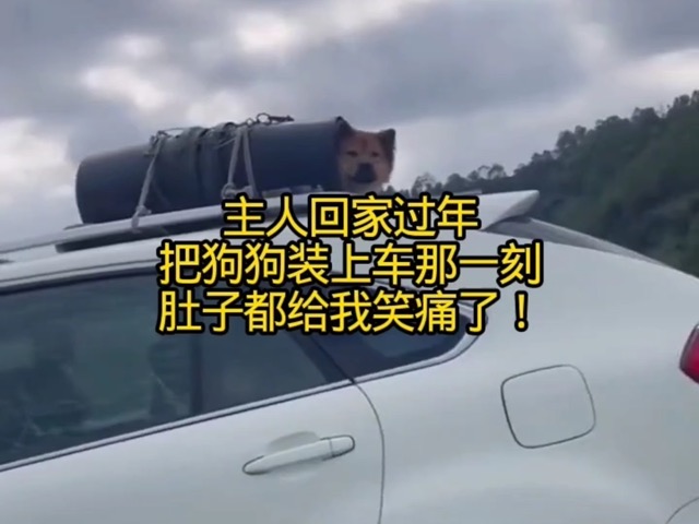 有一大批宠物，已经踏上了过年回家的路