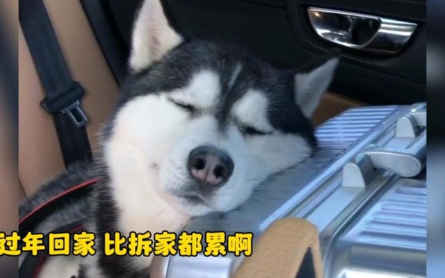 带宠物过年回家，狗猫路上晕车怎么办？能吃人的晕车药吗？