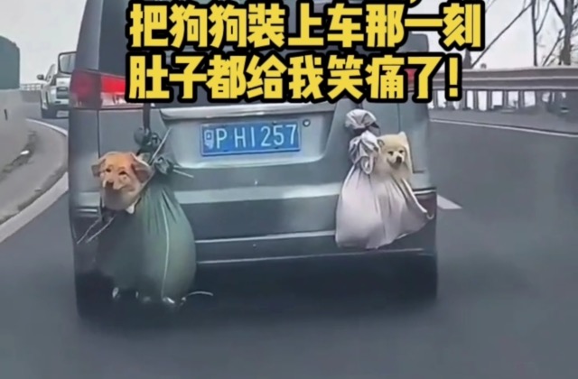 有一大批宠物，已经踏上了过年回家的路