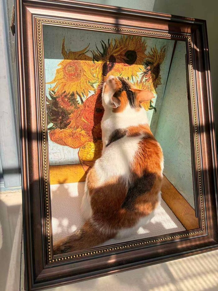 猫咪为什么喜欢钻纸盒子?因为有安全感(16张)